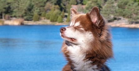 Do Animals Meditate? (The Surprising Answer)