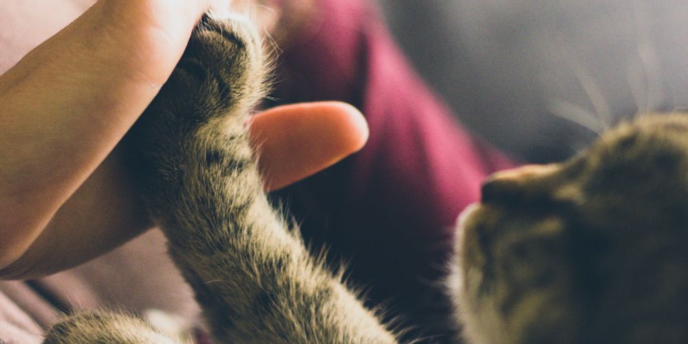 Why You Should Meditate With Your Pets (Surprising Benefits)